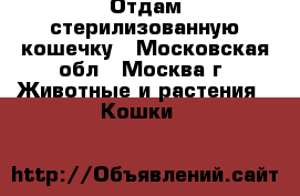 Отдам стерилизованную кошечку - Московская обл., Москва г. Животные и растения » Кошки   